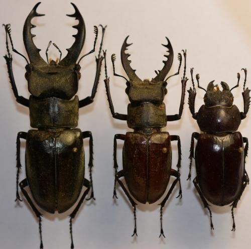 Lucanus maculifemoratus